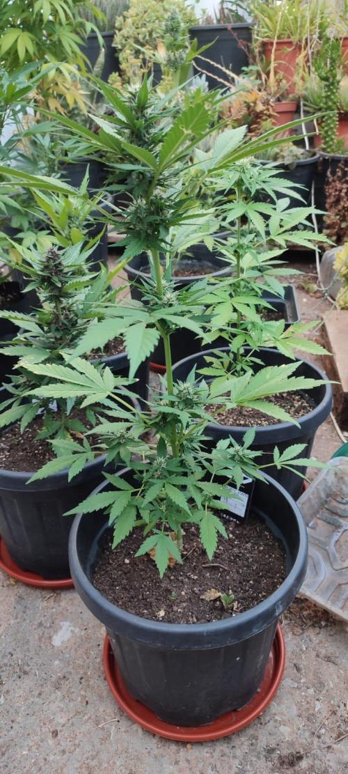 Purple Lemonade and Banana Purple punch. Week 6 - Banana purple punch 