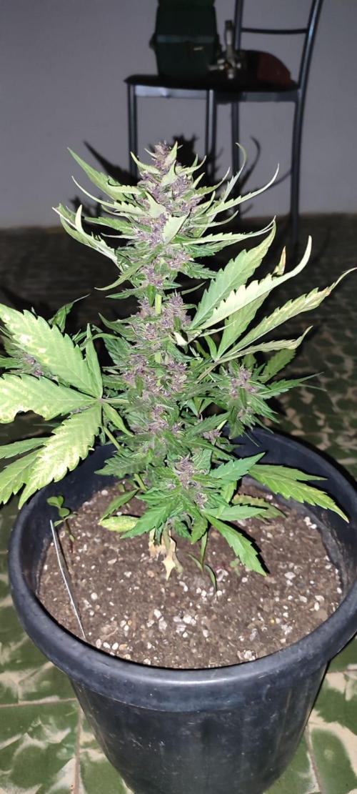 Purple Lemonade and Banana Purple punch. Week 9