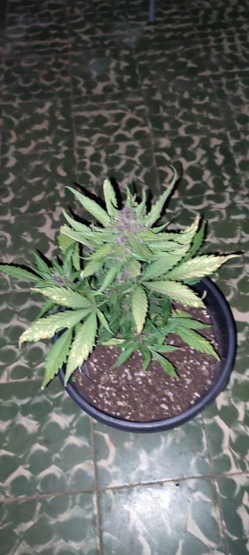 Purple Lemonade and Banana Purple punch. Week 9