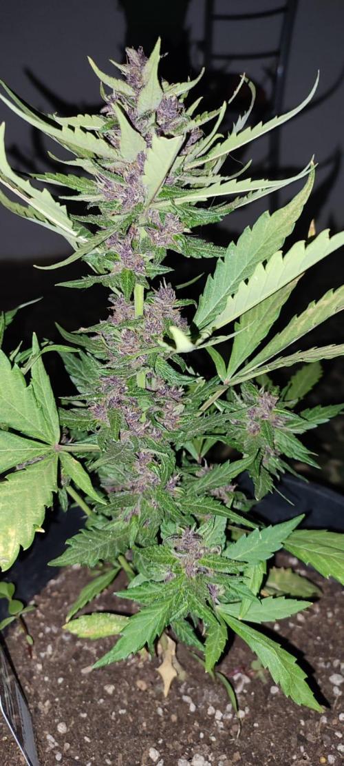 Purple Lemonade and Banana Purple punch. Week 9