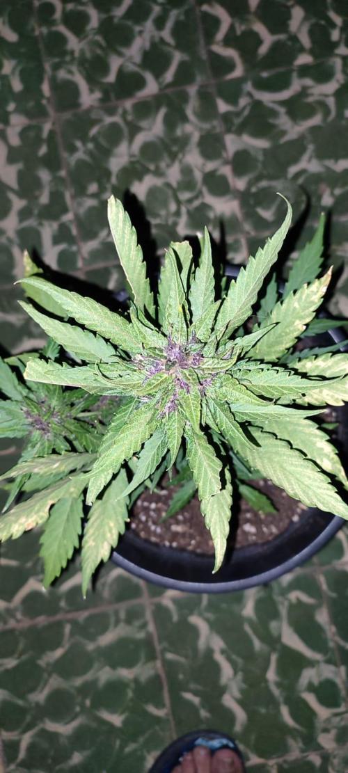 Purple Lemonade and Banana Purple punch. Week 9