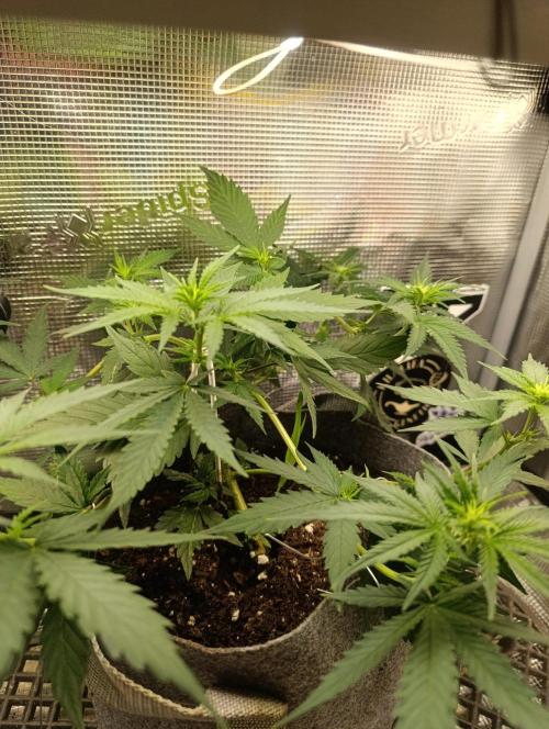 HONEY Cream, RQS. Week 6