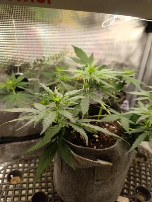 HONEY Cream, RQS. Week 6