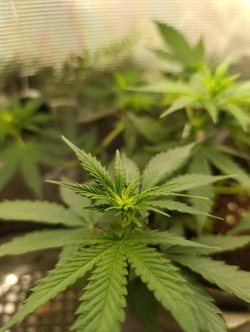 HONEY Cream, RQS. Week 6