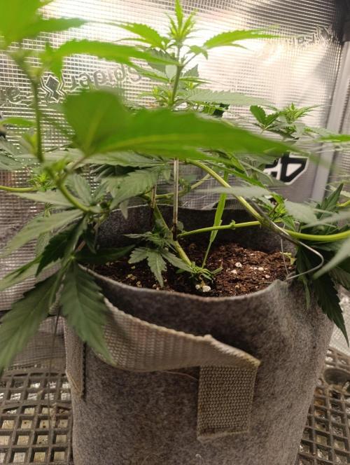 HONEY Cream, RQS. Week 6