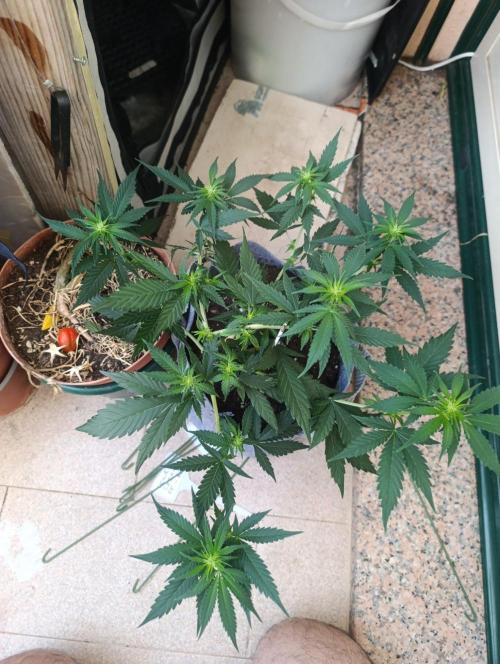 HONEY Cream, RQS. Week 6