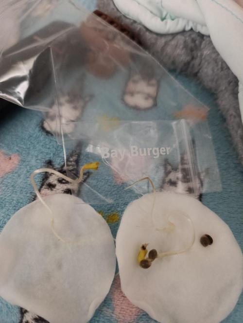Bay Burger Early Version. Grow contest.. Week 0
