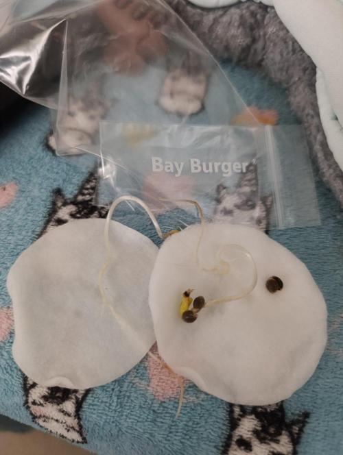 Bay Burger Early Version. Grow contest.. Week 0