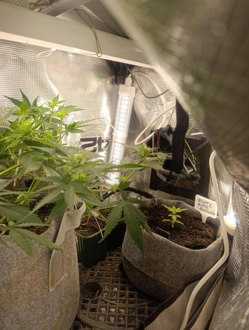 HONEY Cream, RQS. Week 7