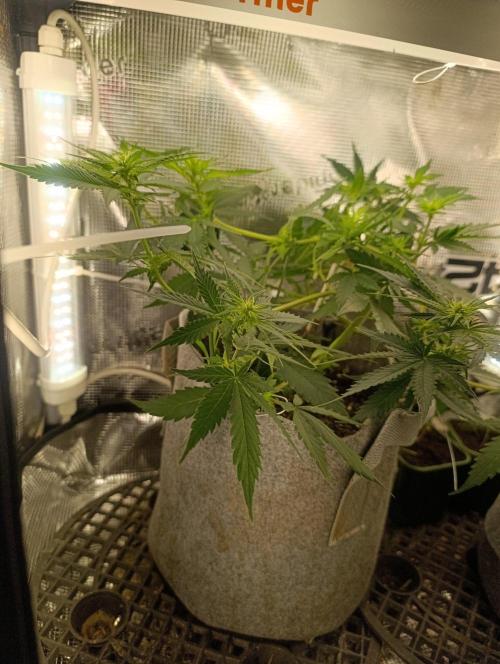 HONEY Cream, RQS. Week 7
