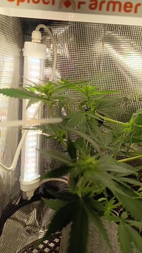 HONEY Cream, RQS