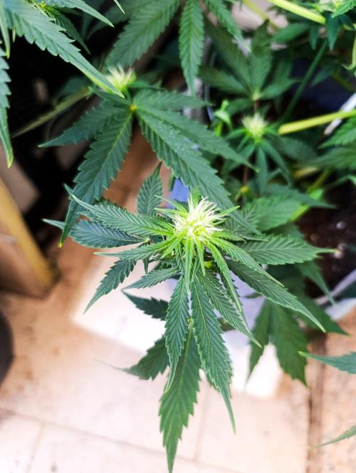 HONEY Cream, RQS. Week 8