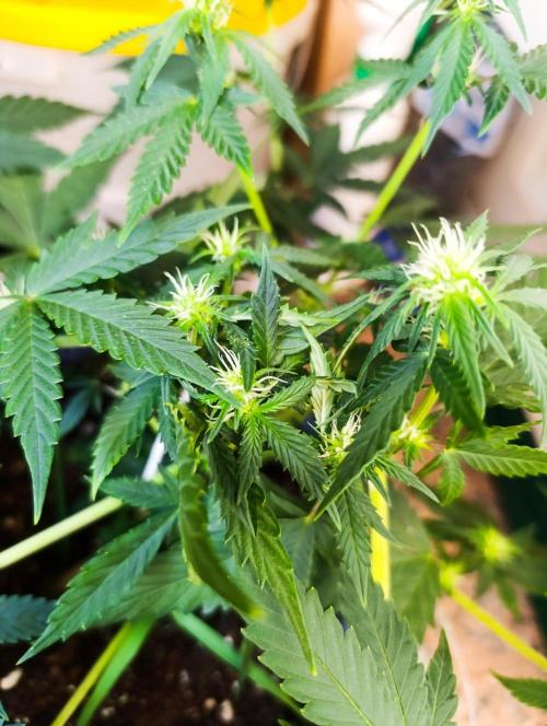 HONEY Cream, RQS. Week 8