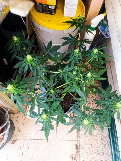 Honey Cream (Royal Caramel). Week 8