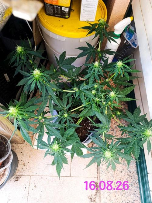 HONEY Cream, RQS. Week 8