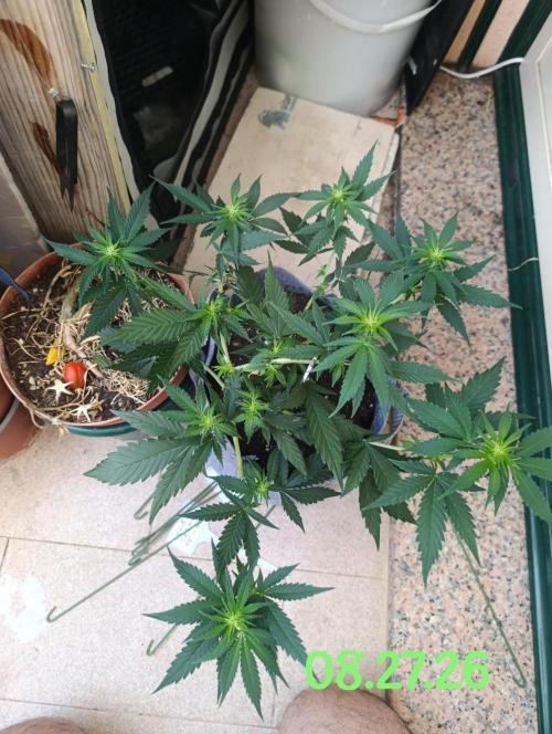 Honey Cream (Royal Caramel). Week 8