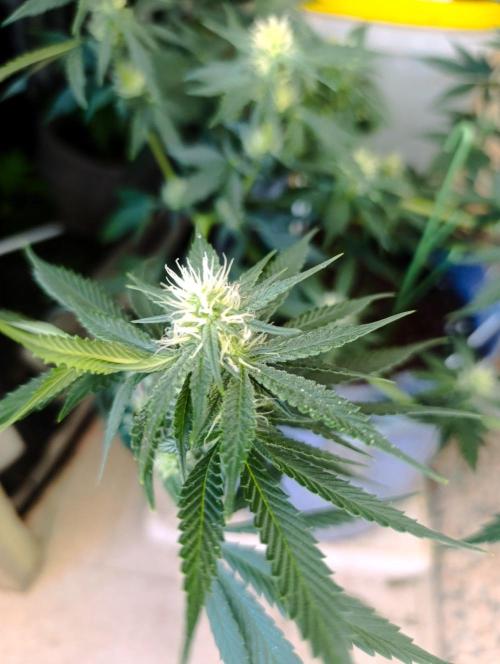 HONEY Cream, RQS. Week 9