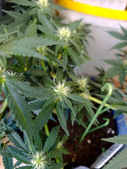 HONEY Cream, RQS. Week 9