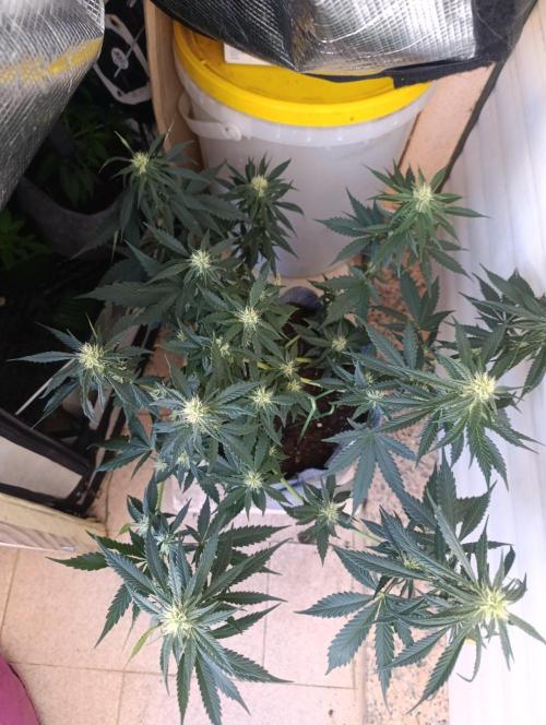 Honey Cream (Royal Caramel). Week 9