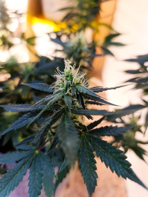 Honey Cream (Royal Caramel). Week 10