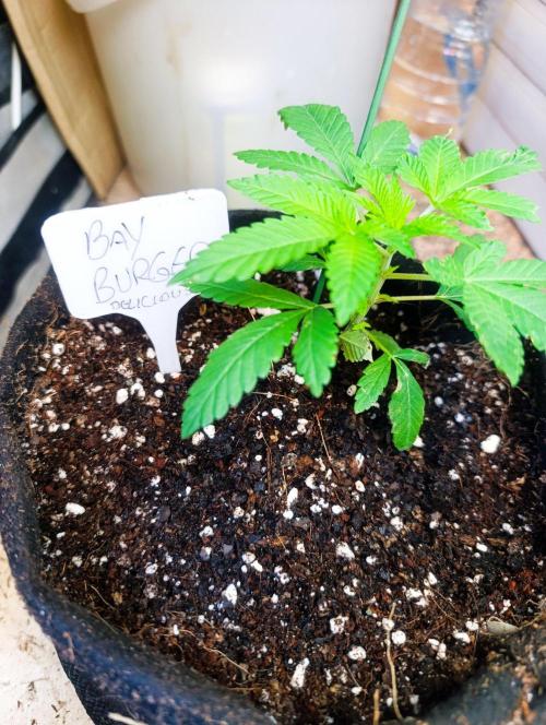 Bay Burger Early Version. Grow contest.. Week 4
