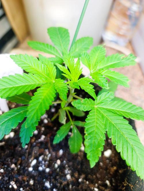 Bay Burger Early Version. Grow contest.. Week 4