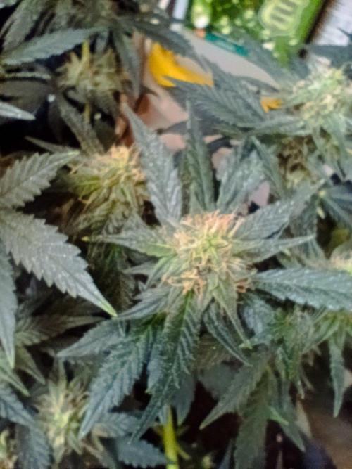 HONEY Cream, RQS. Week 11
