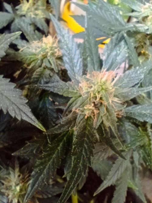 HONEY Cream, RQS. Week 11