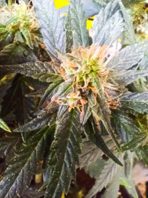 HONEY Cream, RQS. Week 11