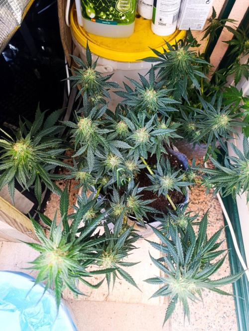 HONEY Cream, RQS. Week 11