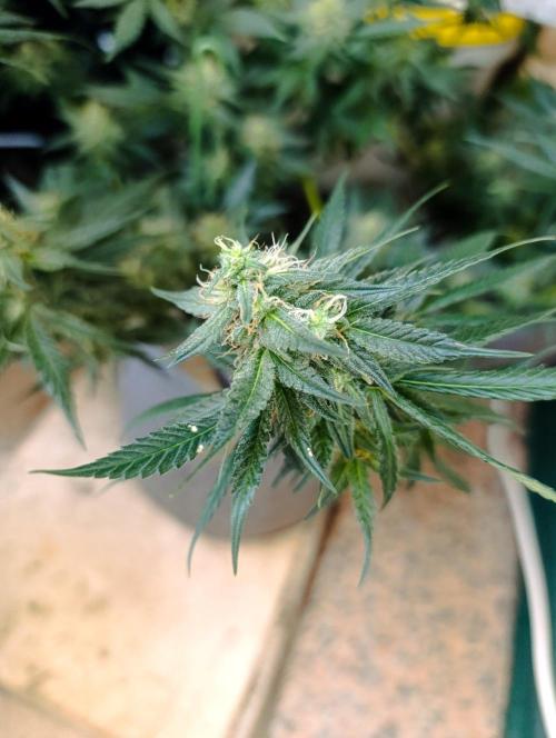HONEY Cream, RQS. Week 11
