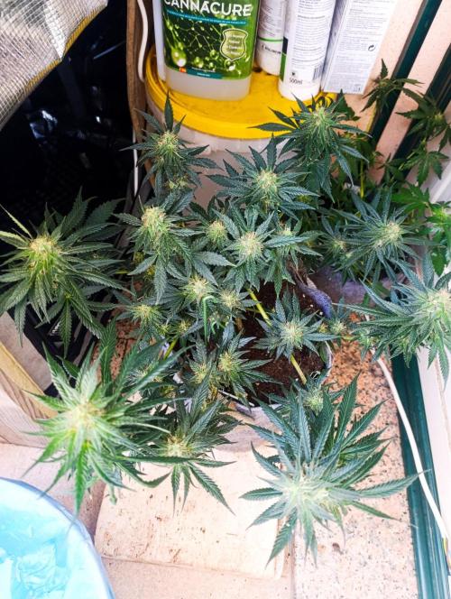 HONEY Cream, RQS. Week 11