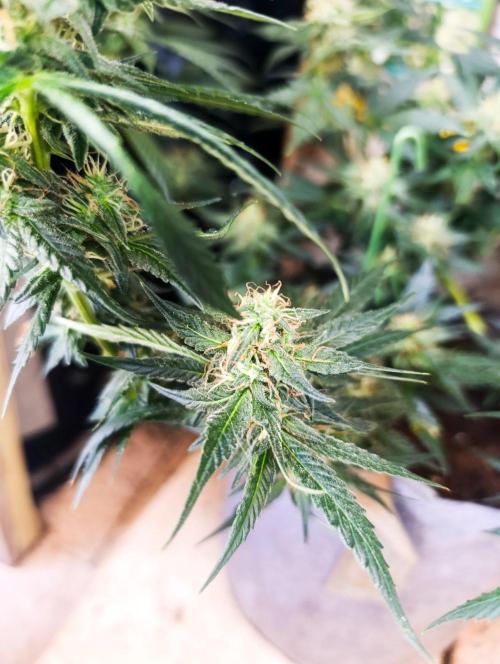HONEY Cream, RQS. Week 11