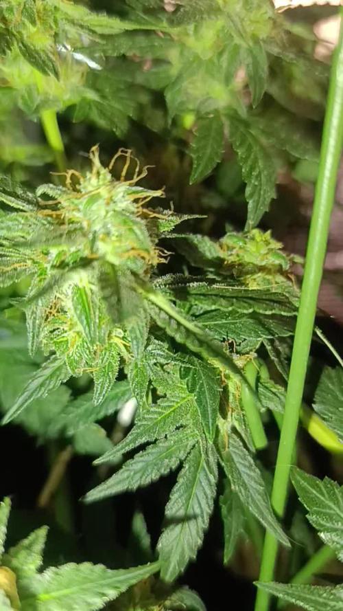 HONEY Cream, RQS