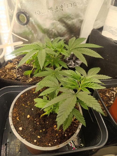 Bay Burger Early Version. Grow contest.. Week 7