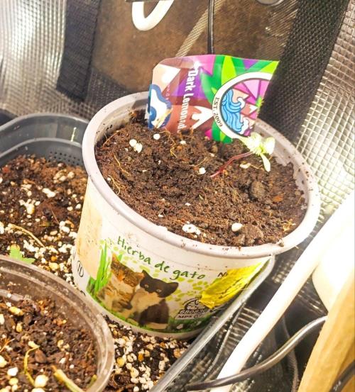 Grow Tent 2x2. Week 1