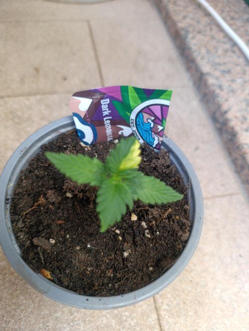 Dark Lemonade Auto, Delicious Seeds. Week 2
