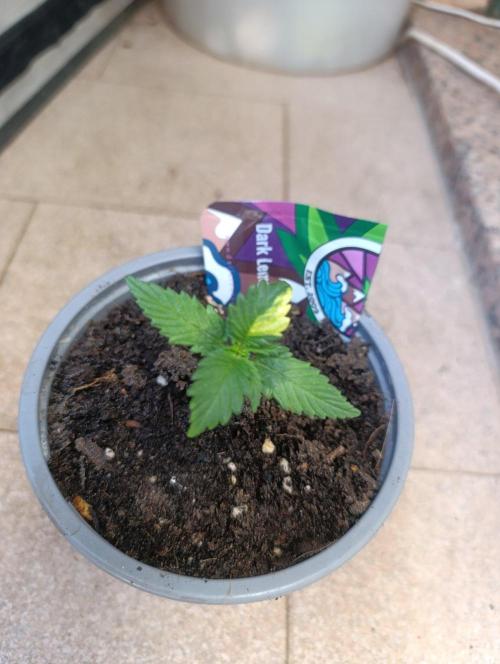 Dark Lemonade Auto, Delicious Seeds. Week 2