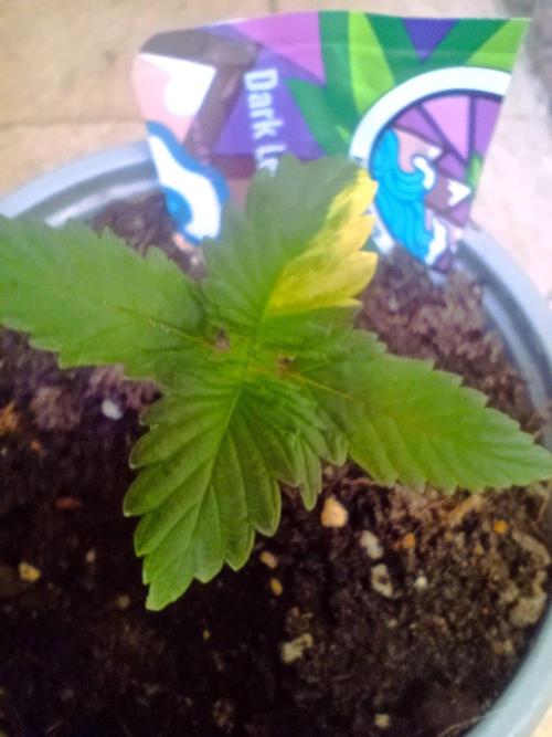 Dark Lemonade Auto, Delicious Seeds. Week 2