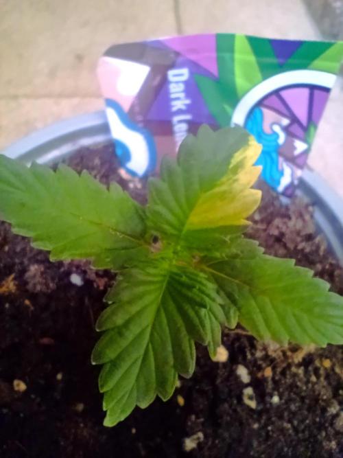Dark Lemonade Auto, Delicious Seeds. Week 2