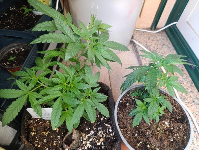 Bay Burger Early Version. Grow contest.. Week 8