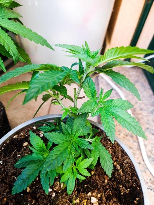 Bay Burger Early Version. Grow contest.. Week 8