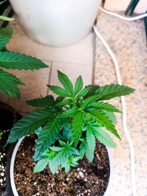 Bay Burger Early Version. Grow contest.. Week 8