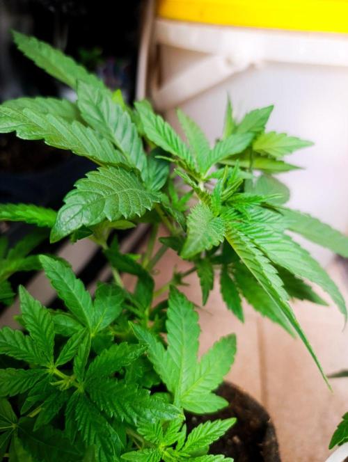 Bay Burger Early Version. Grow contest.. Week 8