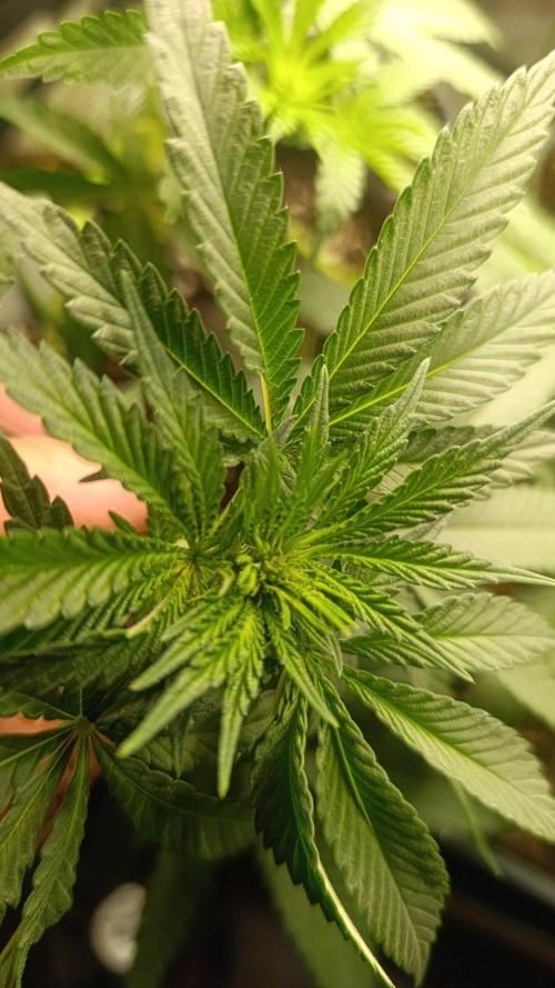 Bay Burger Early Version. Grow contest.. Week 10
