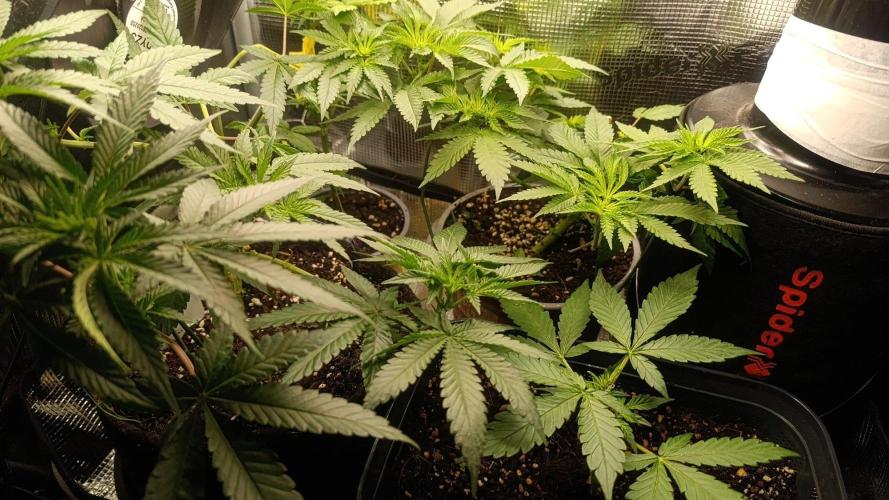 Bay Burger Early Version. Grow contest.. Week 10