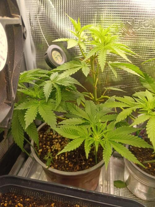 Bay Burger Early Version. Grow contest.. Week 10