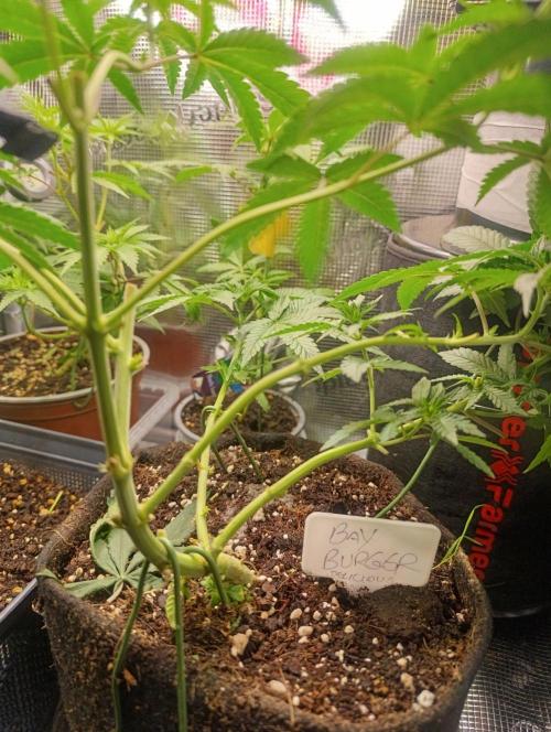 Bay Burger Early Version. Grow contest.. Week 10