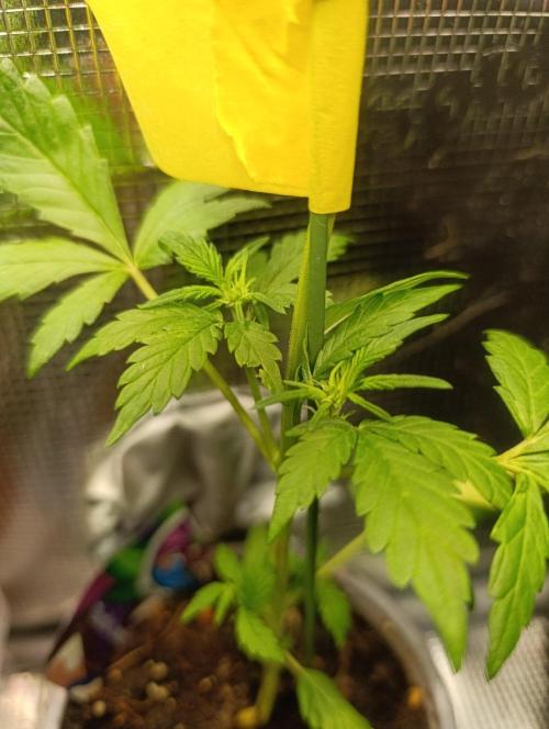 Dark Lemonade Auto, Delicious Seeds. Week 5