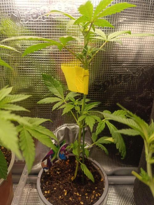 Dark Lemonade Auto, Delicious Seeds. Week 5